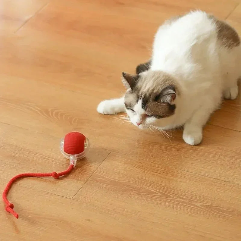 Bolinha interativa para pets
